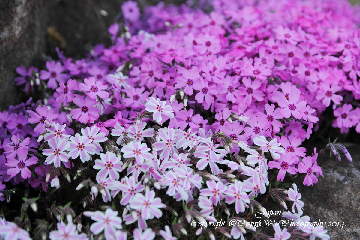 20251013-6pdlp 20251013-6pdlp