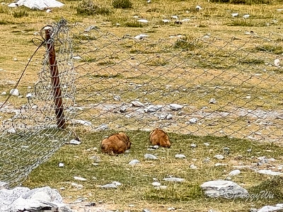 20251013-1vghf 20251013-1vghf