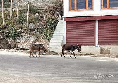 20251013-47y77 20251013-47y77