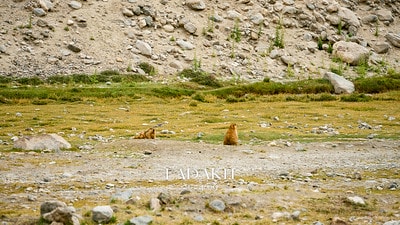 20251013-729cb 20251013-729cb