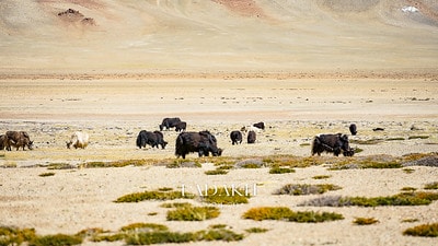 20251013-72vkk 20251013-72vkk