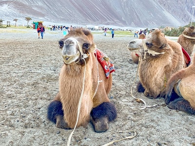 20251013-jd97z 20251013-jd97z