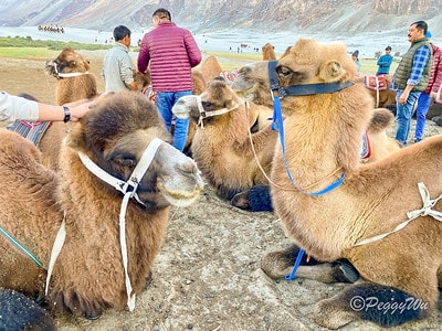 20251013-nokp8 20251013-nokp8