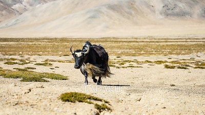 20251013-nsk68 20251013-nsk68