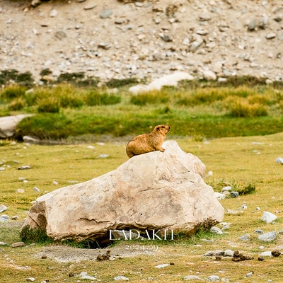 20251013-plmg8 20251013-plmg8