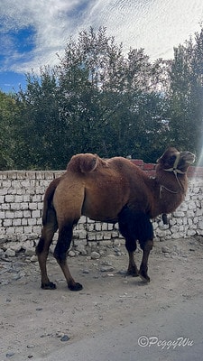 20251013-r62zc 20251013-r62zc