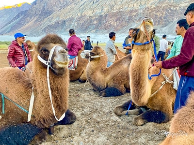 20251013-saf9t 20251013-saf9t