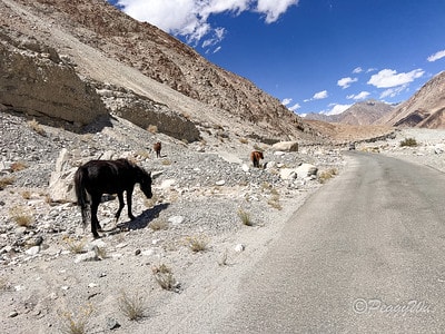 20251013-wp4yh 20251013-wp4yh