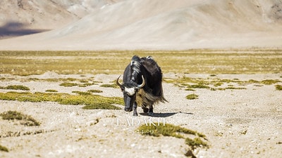 20251013-zd7pa 20251013-zd7pa