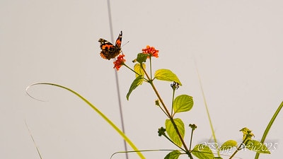 20251013-ayss7 20251013-ayss7