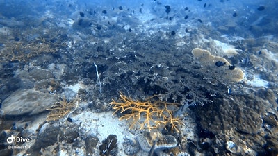 20251013-4o1p5 20251013-4o1p5