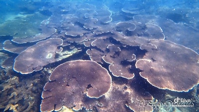 20251013-66dnv 20251013-66dnv