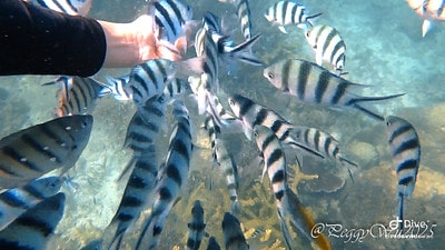 20251013-crl4a 20251013-crl4a