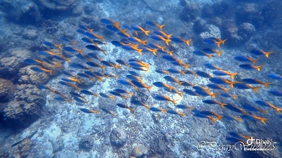 20251013-xrfz1 20251013-xrfz1