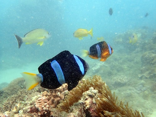 1590911612643-966737321