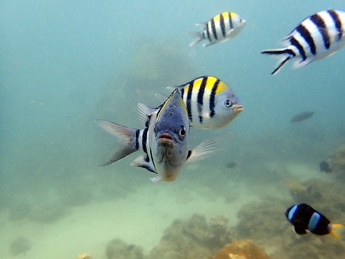 1590911595119-1623784481