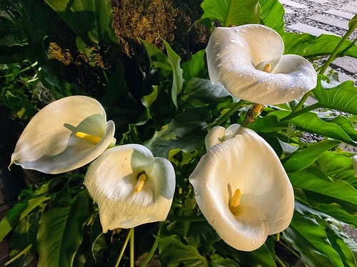 【台灣大縱走】20200430小夫妻重機大縱走DAY1:鵝鑾鼻▶阿里山