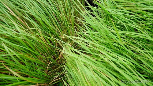 【屏東|社頂】20201018 "東方足跡"-南岬行腳:墾丁 DSC09181