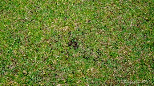 【屏東|社頂】20201018 "東方足跡"-南岬行腳:墾丁 DSC09089