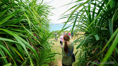 【屏東|社頂】20201018 "東方足跡"-南岬行腳:墾丁 DSC09306