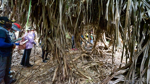 【屏東|社頂】20201018 "東方足跡"-南岬行腳:墾丁 DSC09283