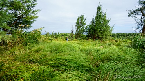 【屏東|社頂】20201018 "東方足跡"-南岬行腳:墾丁 DSC09157