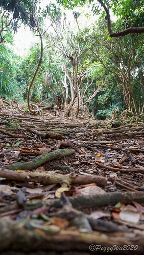 【屏東|社頂】20201018 "東方足跡"-南岬行腳:墾丁 DSC09139