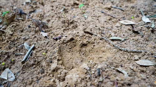 【屏東|社頂】20201018 "東方足跡"-南岬行腳:墾丁 DSC09115