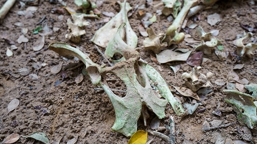 【屏東|社頂】20201018 "東方足跡"-南岬行腳:墾丁 DSC09113