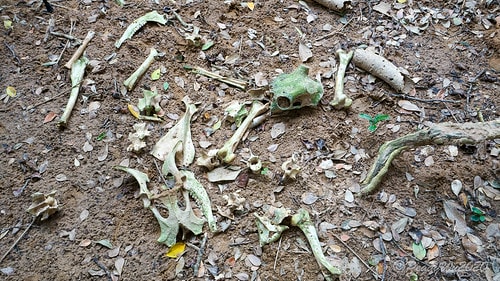 【屏東|社頂】20201018 "東方足跡"-南岬行腳:墾丁 DSC09112