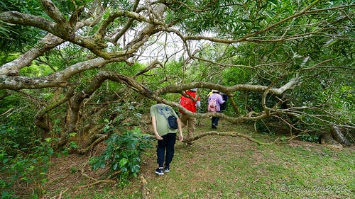 【屏東|社頂】20201018 "東方足跡"-南岬行腳:墾丁 DSC09102