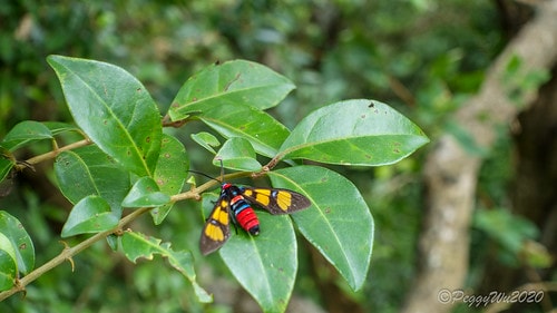 【屏東|社頂】20201018 "東方足跡"-南岬行腳:墾丁 DSC01071