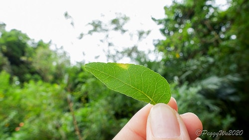 【屏東|社頂】20201018 "東方足跡"-南岬行腳:墾丁 DSC01057