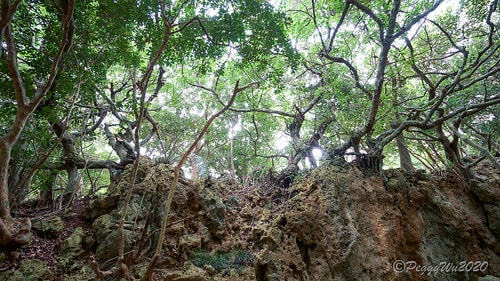 【屏東|社頂】20201018 "東方足跡"-南岬行腳:墾丁 DSC09109