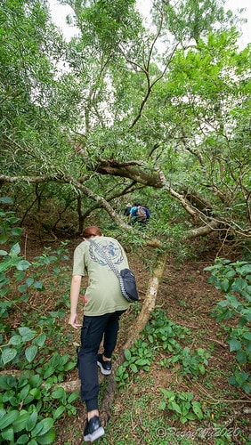 【屏東|社頂】20201018 "東方足跡"-南岬行腳:墾丁 DSC09053
