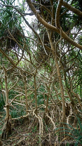 【屏東|社頂】20201018 "東方足跡"-南岬行腳:墾丁 DSC09012