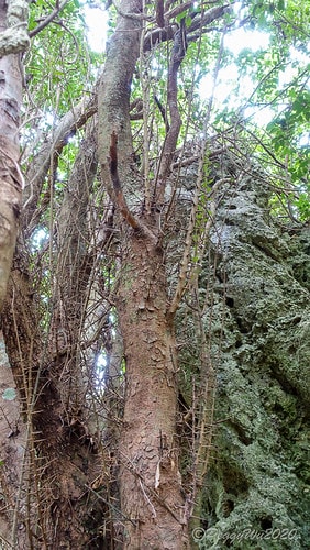 【屏東|社頂】20201018 "東方足跡"-南岬行腳:墾丁 DSC01061