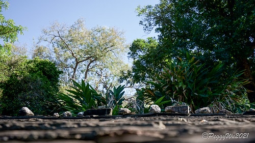 【屏東|春日】20210103暗黑部落▸▸▸"東方足跡"-老 DSC09910