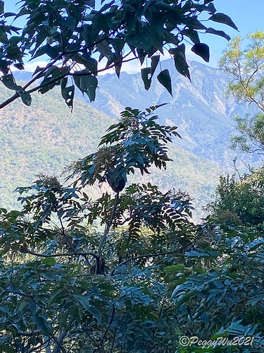 【屏東|春日】20210103暗黑部落▸▸▸"東方足跡"-老 IMG_2424