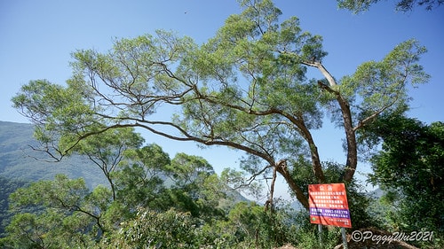 【屏東|春日】20210103暗黑部落▸▸▸"東方足跡"-老 DSC09878