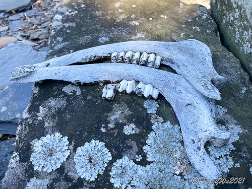 【屏東|春日】20210103暗黑部落▸▸▸"東方足跡"-老 IMG_2491