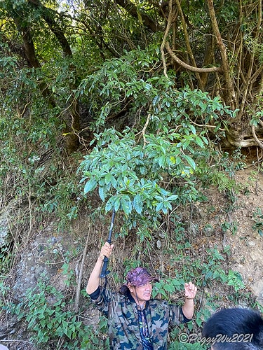 【屏東|春日】20210103暗黑部落▸▸▸"東方足跡"-老 IMG_2422