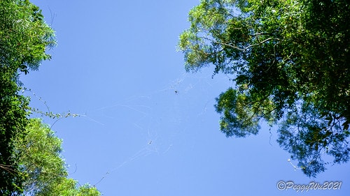 【屏東|春日】20210103暗黑部落▸▸▸"東方足跡"-老 DSC09876