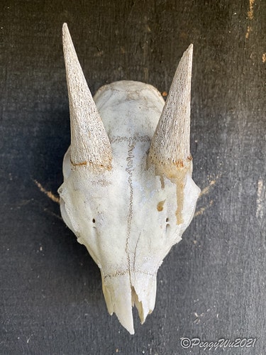 【屏東|春日】20210103暗黑部落▸▸▸"東方足跡"-老 IMG_2475