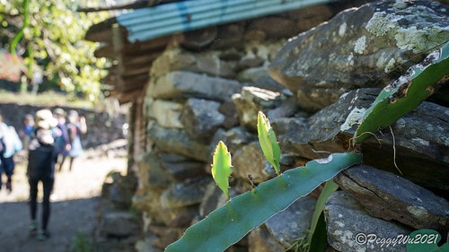 【屏東|春日】20210103暗黑部落▸▸▸"東方足跡"-老 DSC09902