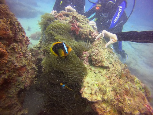 【屏東|墾丁】20210402~20200405"好好潛水" GOPR6643