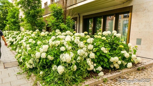 【歐洲|德國】20230704 德奧捷自駕之旅:散步到慕尼黑 DSC06940