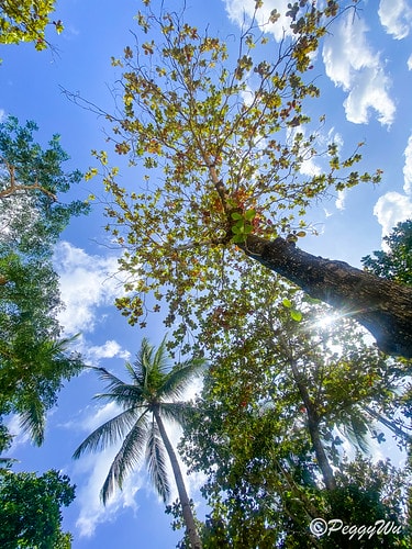 【菲律賓|巴拉望】20240211:愛妮島三大沙灘之一 - IMG_2746