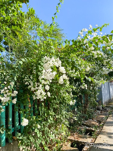 【菲律賓|巴拉望】20240212:又是舟車勞頓的一天,移動 IMG_2989