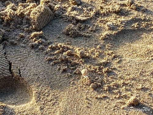 【菲律賓|巴拉望】20240211:愛妮島三大沙灘之一 - IMG_2805